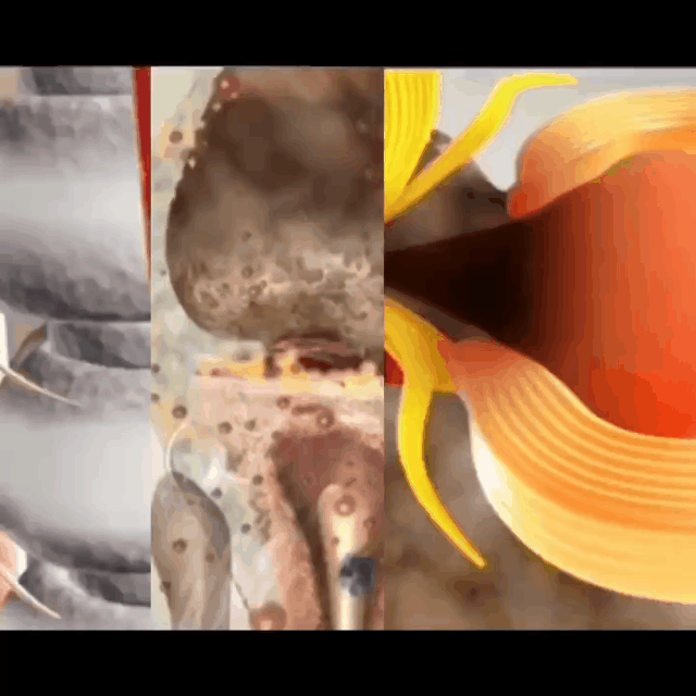 1763323476172470.gif 1.1.gif